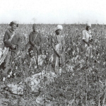 bossier parish cotten pickers