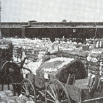 king cotton 1860