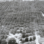 pecan plantation