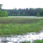 lambert lake southern hills