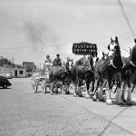 Clydesdales at Busters