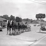 Clydesdales at Busters