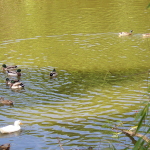 ekings duck pond