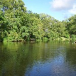 ducks on old river