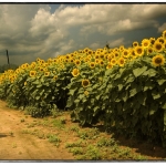 sunflowers