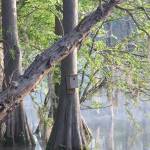 wood duck box