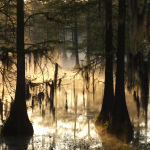 sunlight through the moss