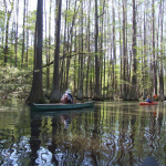 canoes