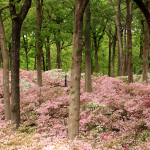 blooming azaleas