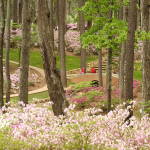 blooming azaleas