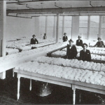 cotton factors in 1929