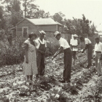 tendin' to the collards